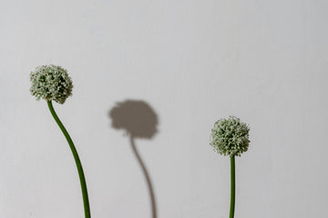 Allium